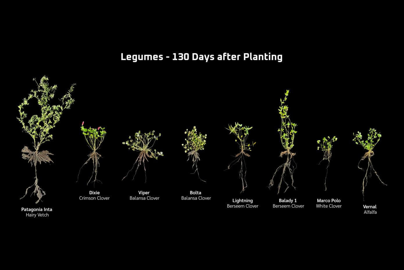 A collage of plants showing top-growth and root structure on a black background.