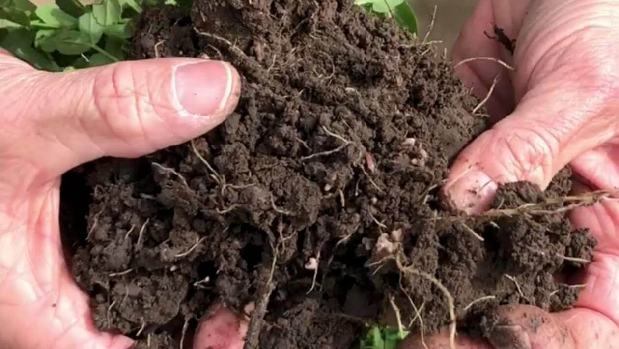 Winter pea roots showing nodulation