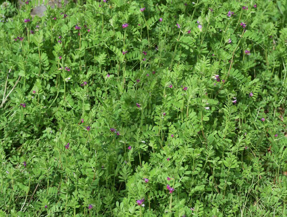 Common vetch plants in a field