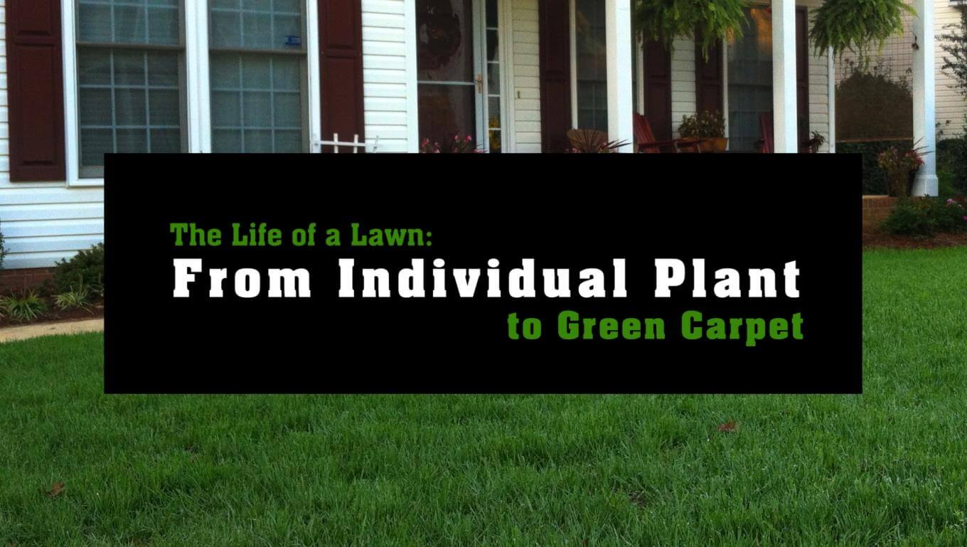 A green lawn in the background overlayed with text: The Life of a Lawn: From Individual Plant to Green Carpet