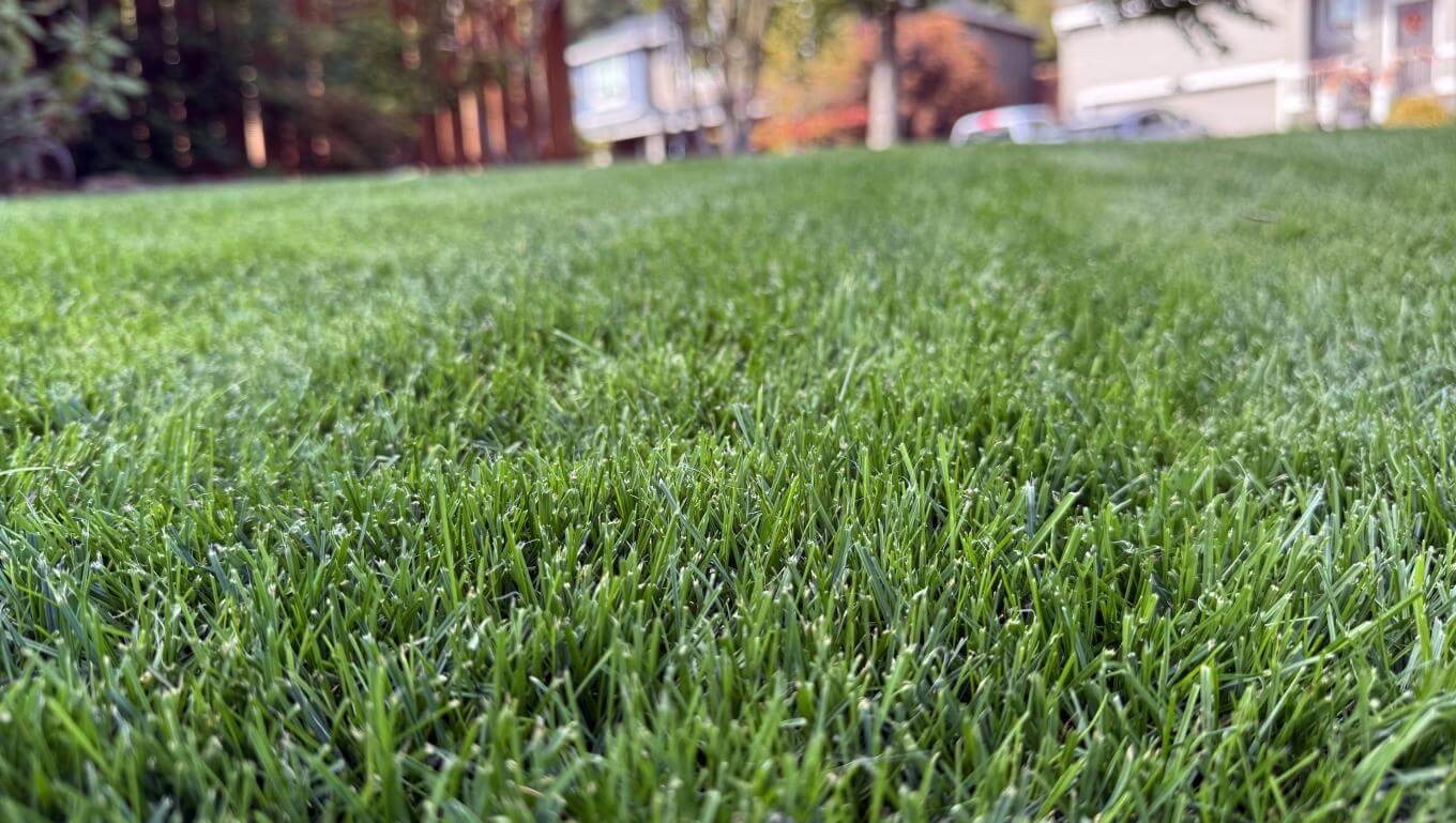 A patch of mowed grass.
