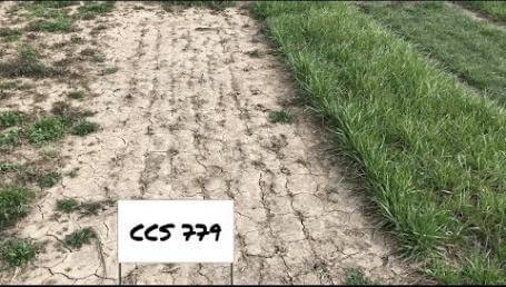 Preview image for the video "Ohio State University Cover Crop Trials - April 2018". Preview image for the video "Ohio State University Cover Crop Trials - April 2018".