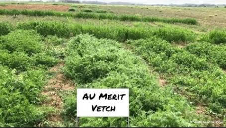 Preview image for the video "Clemson University Cover Crop Field Day—April 2018". Preview image for the video "Clemson University Cover Crop Field Day—April 2018".