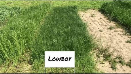 Preview image for the video "Ohio State University Cover Crop Trials - May 2018". Preview image for the video "Ohio State University Cover Crop Trials - May 2018".