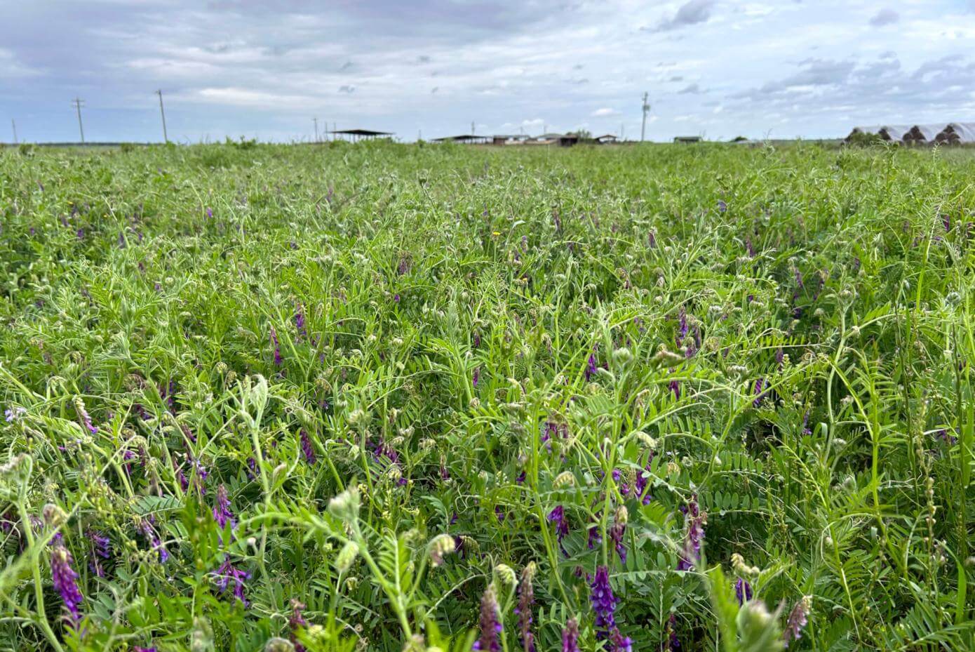 Patagonia Inta vetch plant and flowers in a field