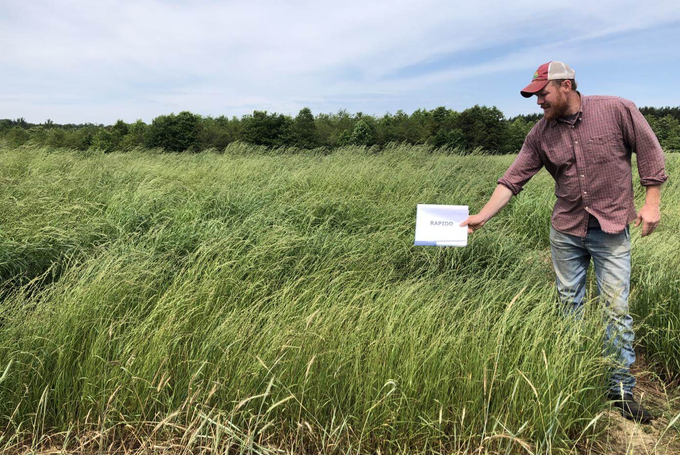 Rapido diploid annual ryegrass, showing its tall, upright growth pattern