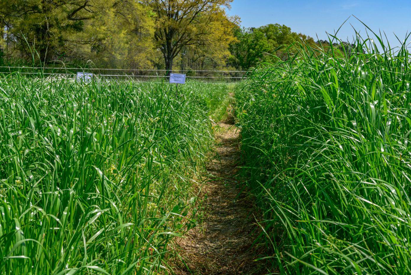 Rapido in Blackville, SC - March 2024