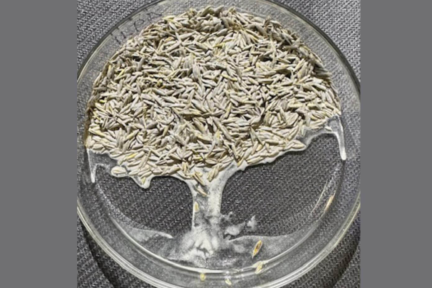 Coated seed in petri dish showing water flowing from the seeds. These seeds are coated only with lime.
