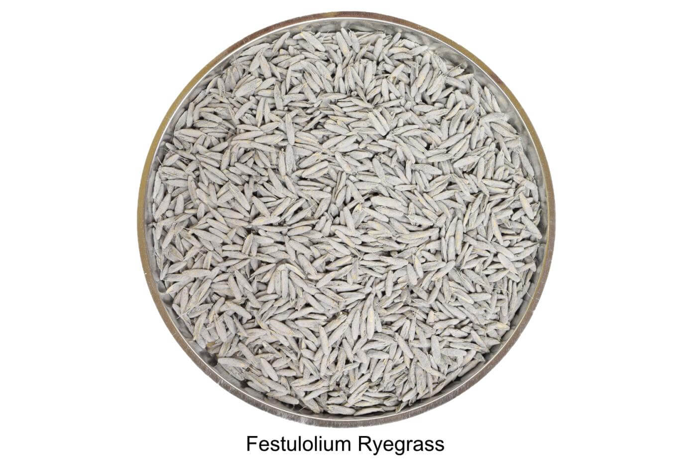 Coated Festulolium Ryegrass seed