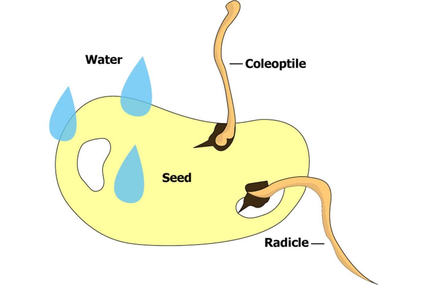 Illustration showing the germination process of a seed.