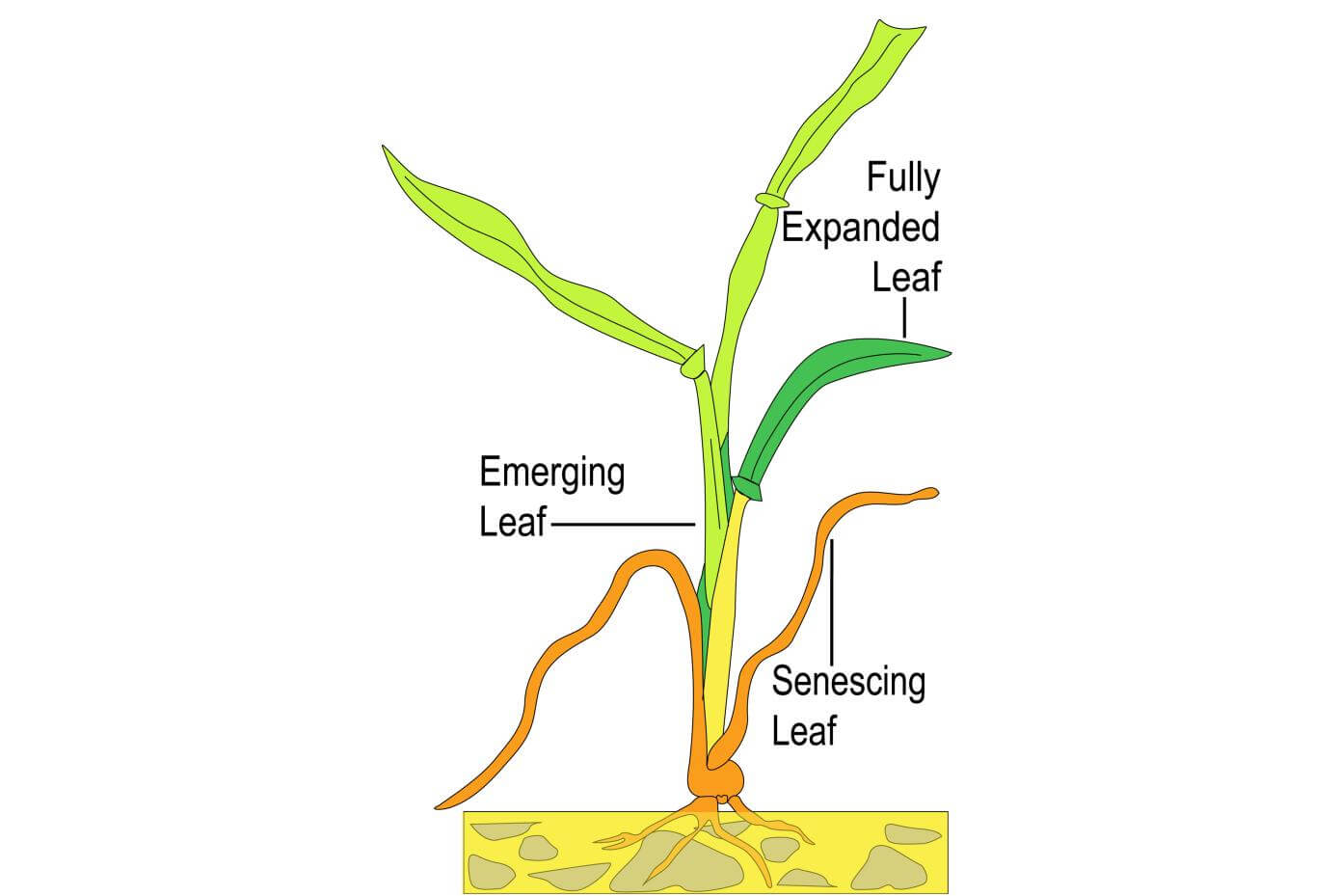 Illustration showing leaf formation of a grass plant.