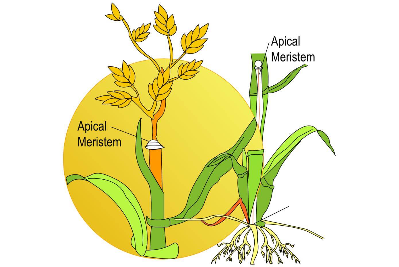 Illustration showing the flowering process of a grass plant.