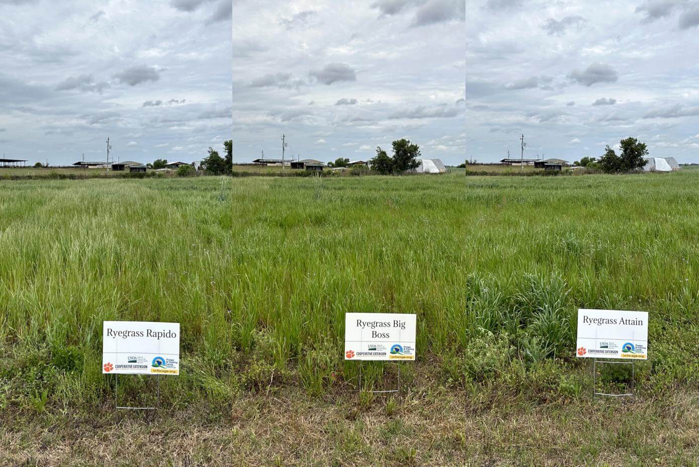 Comparison of the maturity of Big Boss, Rapido and Attain Annual Ryegrass