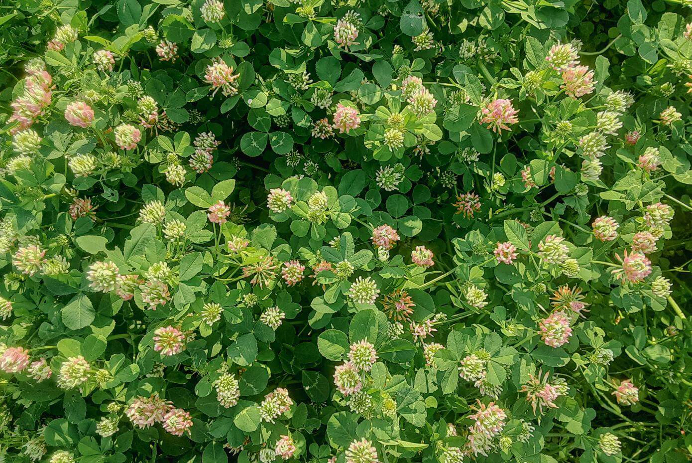 Viper balansa clover - Photo provided by Joel Gruver, Western Illinois University’s Organic Research farm near Roseville, IL.