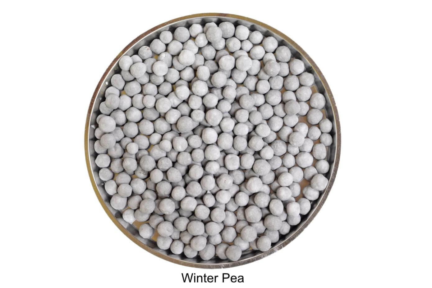 Coated winter pea seeds